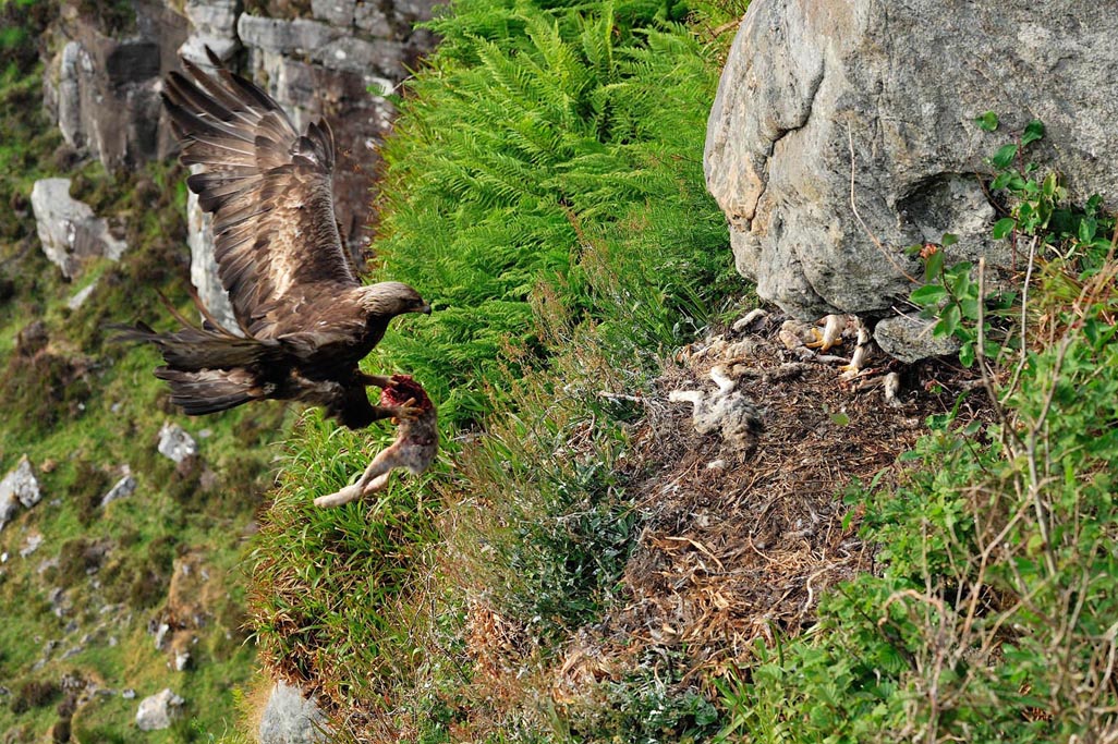 golden eagle 9547  HARRIS GALLERY.jpg