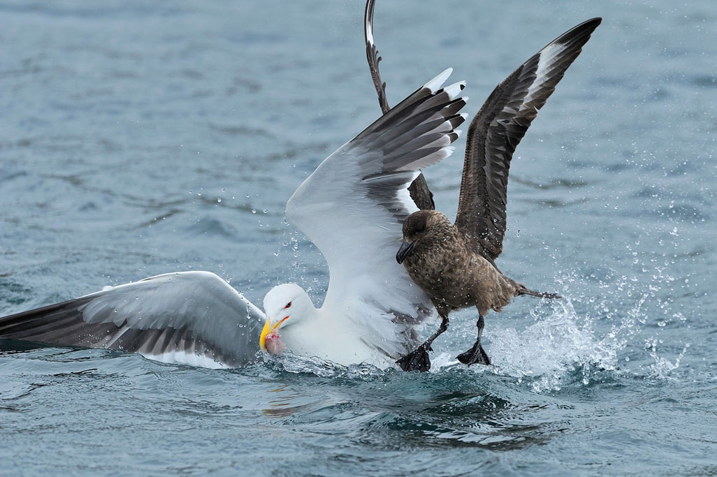 great skua 1440  HARRIS GALLERY.jpg