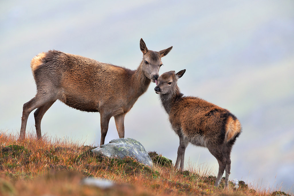 red deer 7078  HARRIS GALLERY.jpg