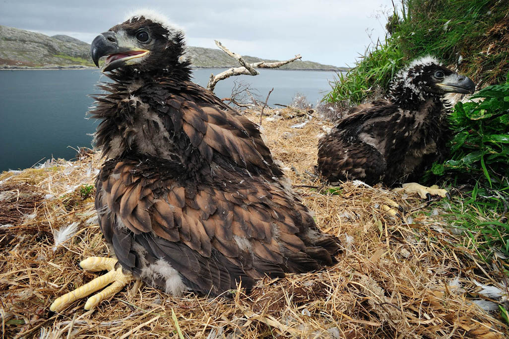 white-tailed sea eagle 8636  HARRIS GALLERY.jpg