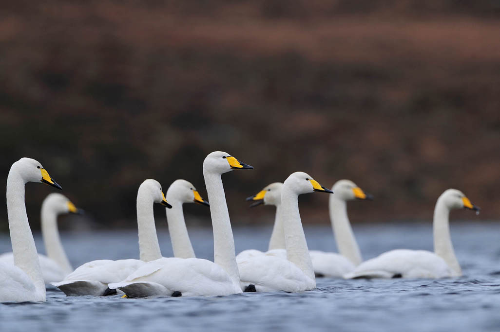 whooper swan 8597  HARRIS GALLERY.jpg