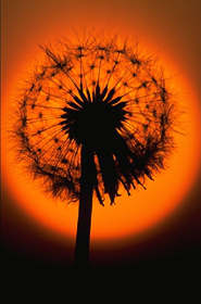 dandelion