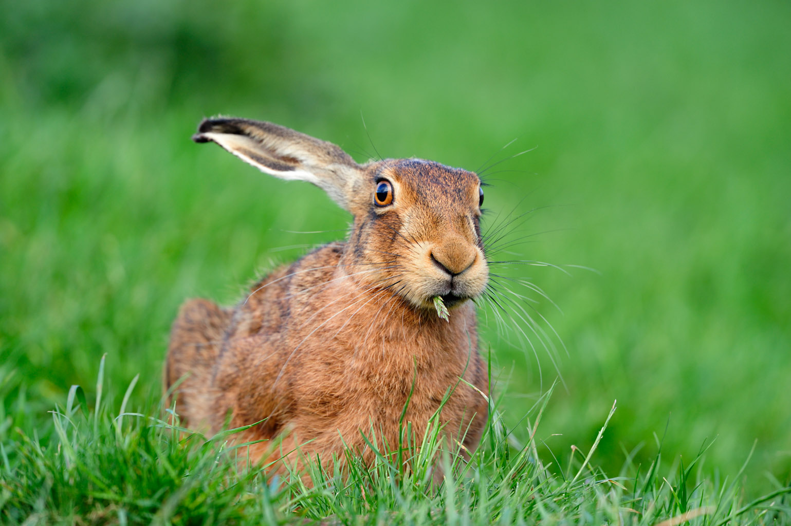 brown hare 0054  PORTFOLIO GALLERY.jpg